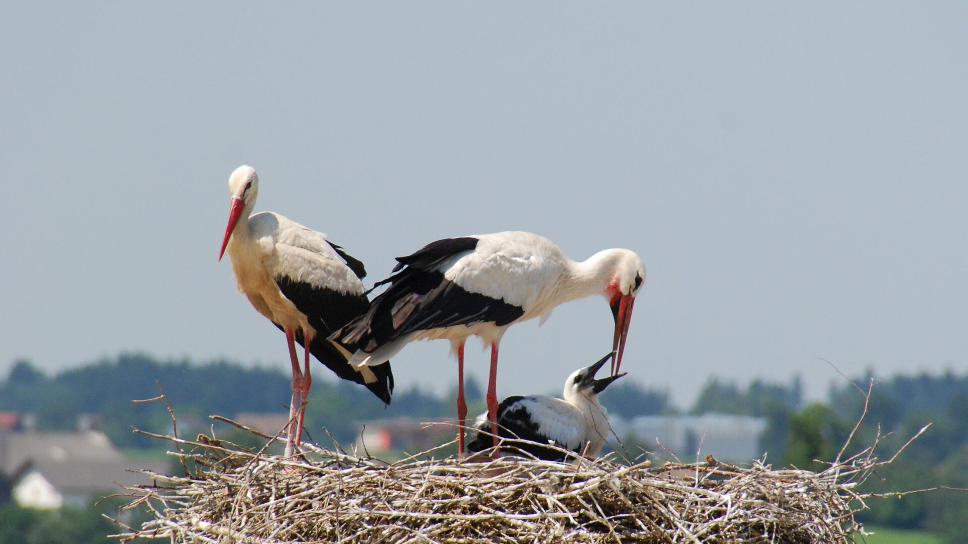 Three storks in a nest. 