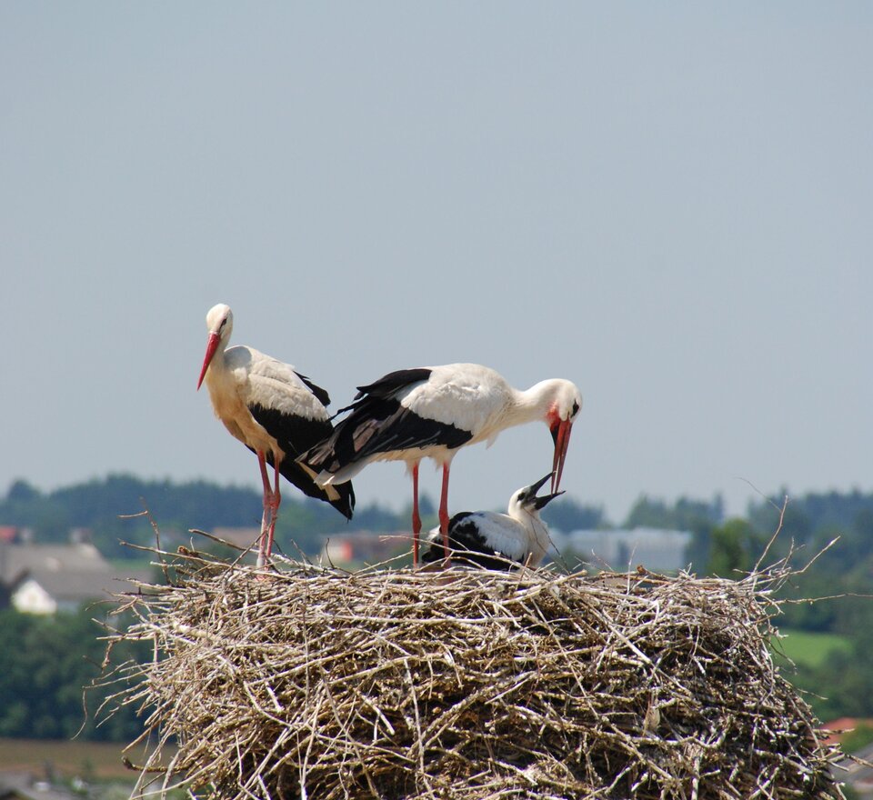 Three storks in a nest. 